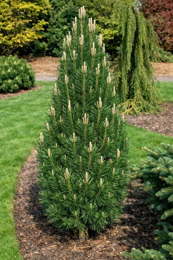 Сосна чорна/австрійська Комет|Pinus nigra/austriaca Komet|Сосна черная/австрийская Комет